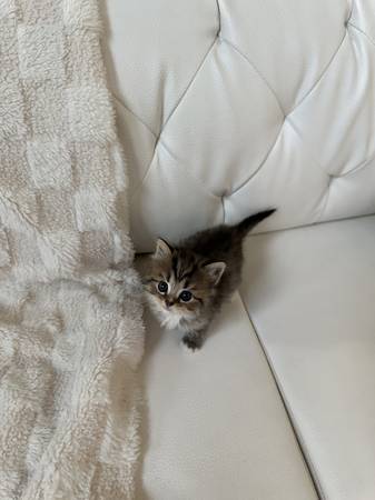 Rehoming for Scottishfold/ tabby kitten63853464707715123