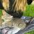 ISO a home for a sweet 2 year old stray boy cat 1 thumbnail
