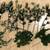 New! 29pc Holiday Craft pine branch Sprigs / Picks Pine Cone Mix 1 thumbnail