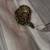 Reptiles ball python burmese python 1 thumbnail