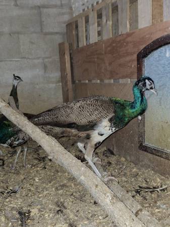 Male Peacock - $75 (Germantown)63470466194689121