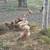 Laying Hens 8 thumbnail