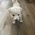 Blue heeler/Anatolian Shepherd puppies 6 thumbnail