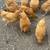 Fertilized Chicken Hatching Eggs 3 thumbnail