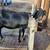Goats for sale 5 thumbnail