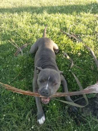 *****Blue nose American Pitbull - cachorro de 2 años (Venice)63867198095491122