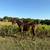 AQHA Yearling Colt 3 thumbnail