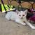 4 Kittens that need home ASAP 2 thumbnail