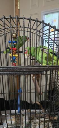 Bonded Amazons 1
