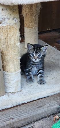 Kitten looking for a loving home (Vancouver)63916215537923122