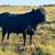 9 Registered Black Angus Bulls (18 Months) 5 thumbnail