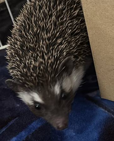 young male hedgehog 1