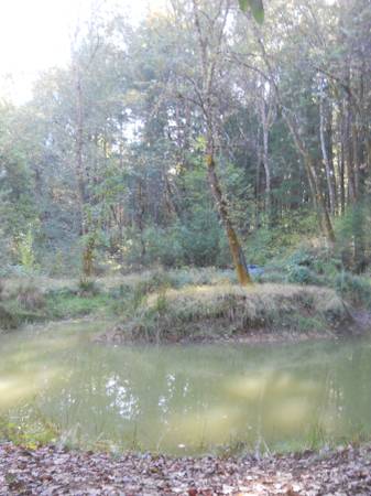 $175,000 30k down, 2.5 ac in quiet area of nice homes. 15 min from Grants Pass (Grants Pass)64318774953730123
