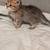 Scottish straight kittens 10 thumbnail