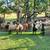 Awassi sheep ewes 8 thumbnail