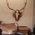 Deer skull cleaning European mount; $150 7 thumbnail