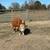 Gentle Handsome Micro Hereford Bull 3 thumbnail