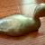 Vintage Brass Duck Figurine 1 thumbnail