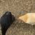 Free chickens available 5 thumbnail