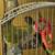Rehoming 4 Conures 3 thumbnail