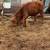 Hereford cattle bull calve 1 thumbnail