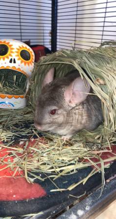 Female chinchilla rehome (Herndon)