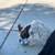 Rehoming of Frenchie Mix Puppy 5 thumbnail