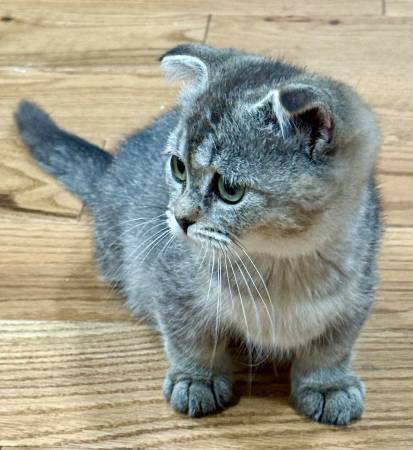 Kitten kittens Munchkin63690190119809120