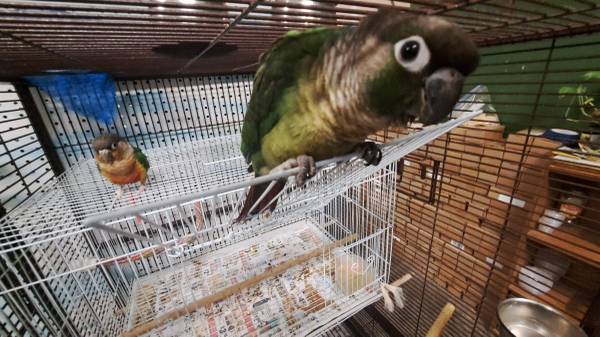 2 green cheek conures , rehoming fee applies (Deming)63944481599363120