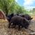 Kune kune piglets 2 thumbnail