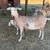 Healthy Nubian Dairy Goat Doe 5 thumbnail