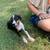 4 Male Australian Shepard and Dalmatian Puppies Free to a Good Home 3 thumbnail