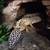 Rehoming two leopard geckos 2 thumbnail