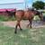 4 year d bay mare 3 thumbnail
