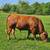 Herd Dispersal - Calico Livestock - Gelbvieh / Red Angus / Senepol 3 thumbnail