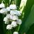 LILY Of The VALLEY PLANTS-Fragrant Perennial Ground Cover 3/$1 1 thumbnail
