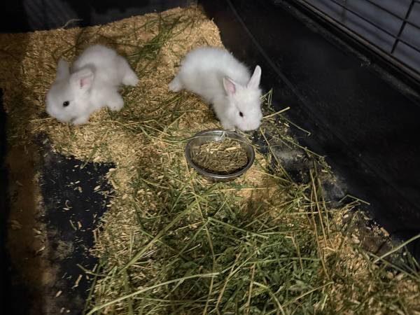 Baby bunnies lionhead (Houston tx 77040)63859315804289123