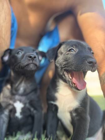 Dos cachorros (Oklahoma City)63976604834307120