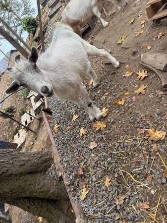 Nigerian Dwarf Goats 1