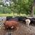Bred cows 22 thumbnail