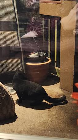 FOUND BLACK CAT (Stanwood)64211680305155122
