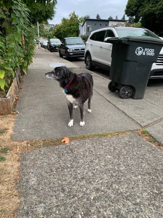 Seattle Hawthorn Hills vista Ridge perro perdido (Seattle)63750293183745120