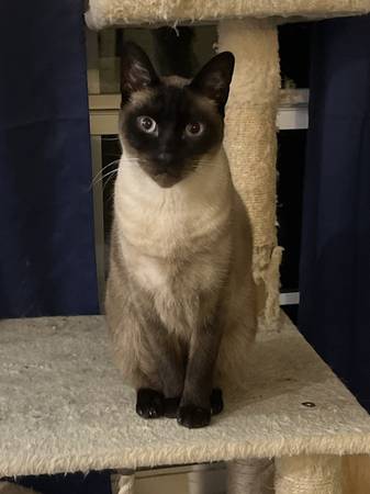 Adult Siamese63667828961025120