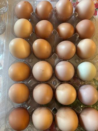 Farm fresh eggs 1