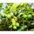 Mexican Lime Key Lime tree for sale Organic 2 thumbnail