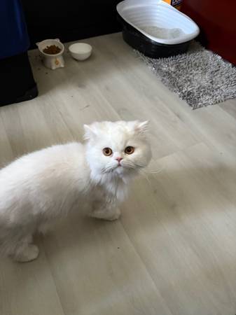 Beautiful White Persian Male – Sweet, Loving, and Looking for a Home63658975936513122