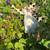 Rabbits 1 thumbnail