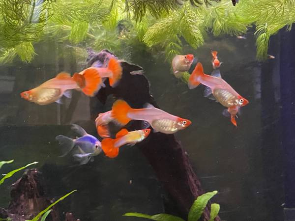 Albino Koi Guppies 1