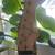 Indio Strat Tobacco Burst 4 thumbnail