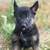 GSD Puppies 3 thumbnail